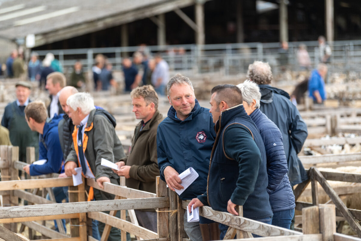 Mule gimmer lamb sale at Hawes auction mart in North Yorkshire UK